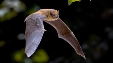 Como você mantém os morcegos fora de sua varanda e pátio?