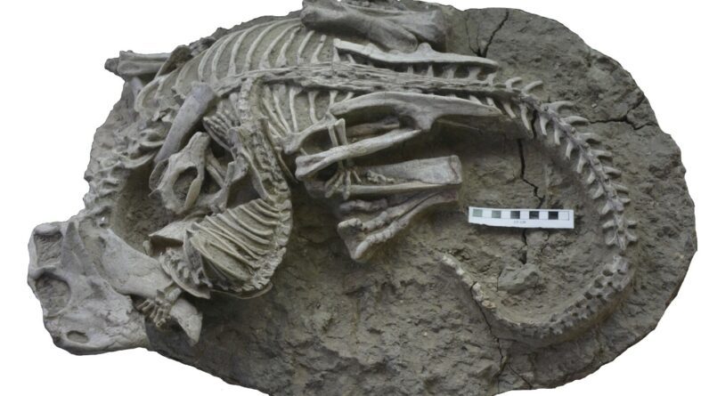 Fósseis raros indicam que mamíferos podem ter caçado dinossauros para jantar