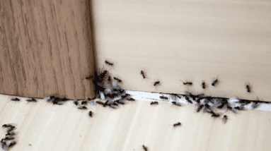 As melhores armadilhas plug-in para se livrar de formigas, baratas e outras pragas