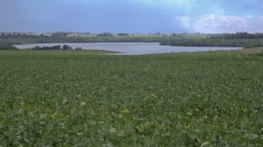 Selva ameaçada pela agricultura intensiva no Brasil