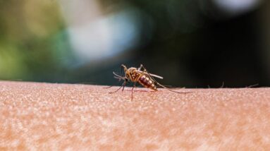Um caso de malária adquirida localmente foi relatado em Maryland