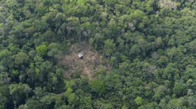 Suíça abre sua carteira para salvar as florestas tropicais brasileiras