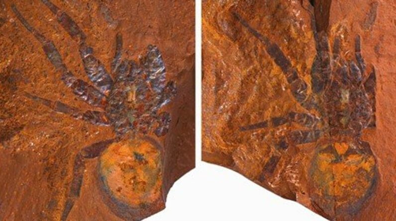 Cientistas encontram o fóssil de uma aranha dinossauro “gigante” na Austrália