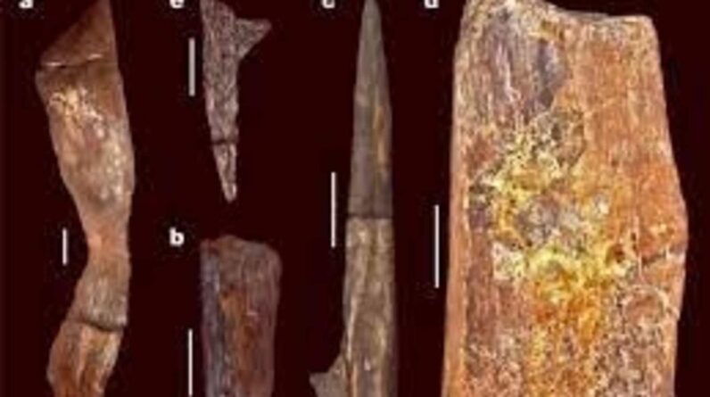 Arqueólogos encontram estruturas de madeira sem precedentes com 500.000 anos de idade  noticias do mundo
