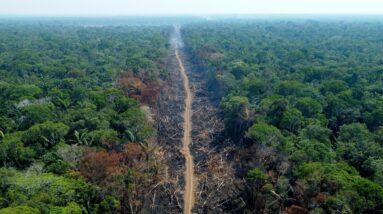 Brasil: Desmatamento na Amazônia dividido por três em julho