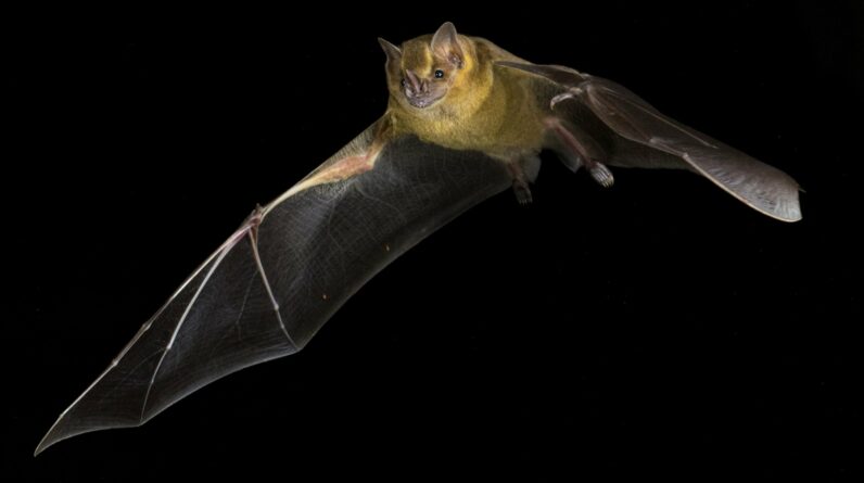 Como os morcegos evoluíram para evitar o câncer