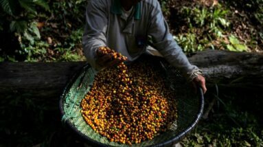 No Brasil, café orgânico excepcional é extraído de excrementos de faisão