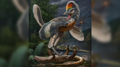 Um dinossauro parecido com um pássaro com características incríveis foi descoberto na China