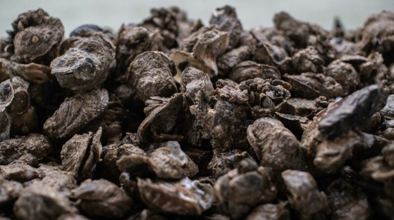 Um homem do Texas morreu após comer ostras cruas no condado de Galveston