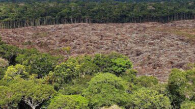 O desmatamento continua desacelerando na região amazônica