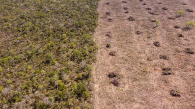 Cerrado no Brasil, uma savana preciosa como a selva