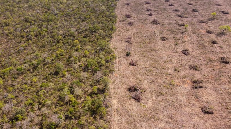 Cerrado no Brasil, uma savana preciosa como a selva