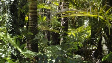 O desmatamento ainda está desacelerando na Amazônia, mas acelerando no Cerrado