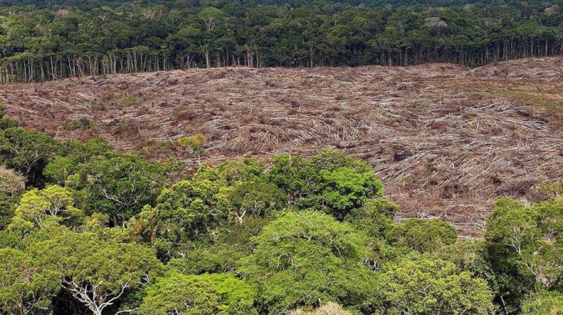 O desmatamento continua desacelerando na região amazônica
