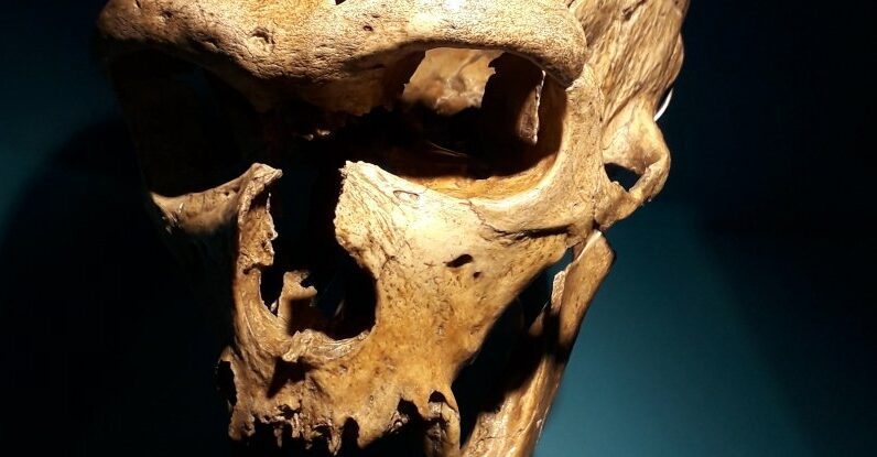 Descoberta importante mostra que os Neandertais poderiam produzir uma fala semelhante à humana: ScienceAlert