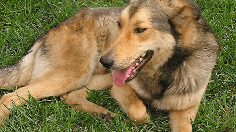 Especialistas recomendam colocar cães em quarentena em meio a uma 'doença misteriosa' mortal e altamente contagiosa - KIRO 7 News Seattle