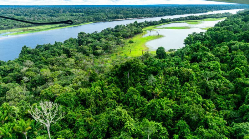 Na Amazônia, o desmatamento está desacelerando, mas a floresta primitiva ainda está longe de ser uma selva - Libertação