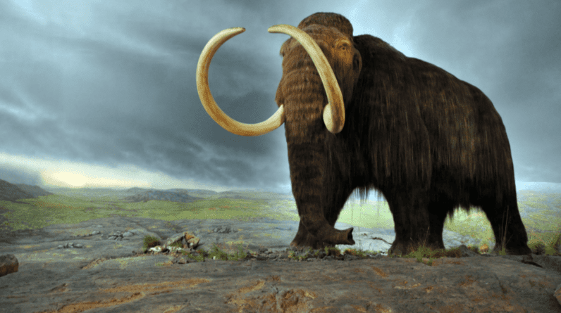 O Texas pode ser o lar de mamutes peludos mais cedo do que você pensa