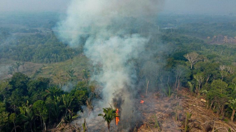 Quatro bancos franceses levados a julgamento por apoiarem a desflorestação ilegal – Libertação