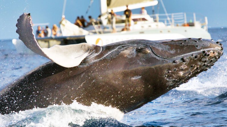 Cientistas têm uma “conversa” de 20 minutos com uma baleia jubarte • Earth.com