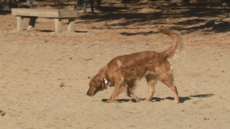DEM alerta sobre doenças respiratórias contagiosas em cães e pede que donos de animais tomem precauções