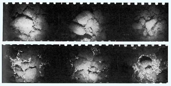 Uma série de imagens do fundo do mar mostram o súbito aparecimento de moluscos brancos vivos, levando os cientistas a encontrar fontes hidrotermais pela primeira vez. 