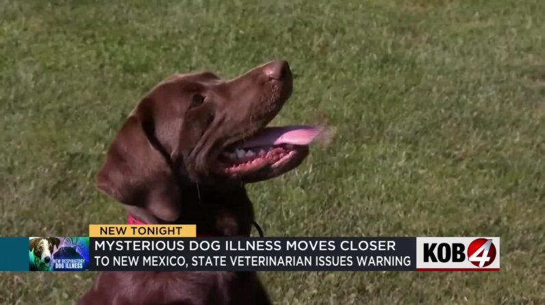 Um veterinário do Novo México está alertando os donos de cães que uma doença misteriosa está se espalhando pelo país