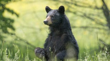 Avistamentos de Pé Grande estão associados a populações de ursos negros, conclui o estudo