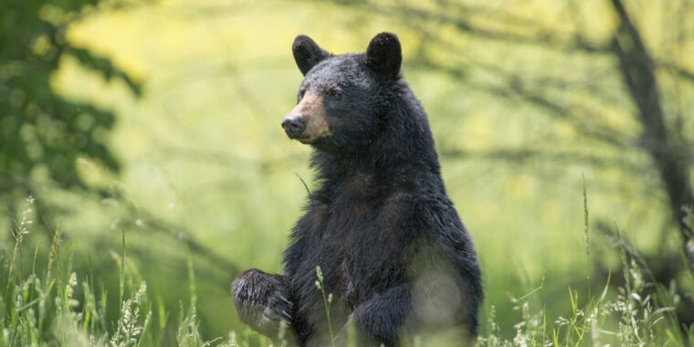 Avistamentos de Pé Grande estão associados a populações de ursos negros, conclui o estudo