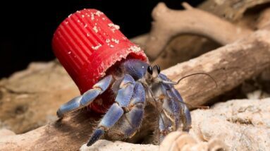 Caranguejos eremitas em todo o mundo recorrem a lixo plástico para usar como conchas