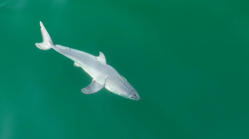 Estas fotos podem fornecer a primeira visão do mundo de um grande tubarão branco recém-nascido