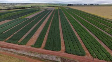 Staphyt se tornou líder em testes agrícolas no Brasil