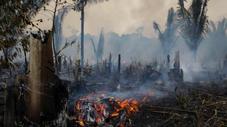 ambiente.  No Brasil, o desmatamento da Amazônia cairá pela metade em 2023