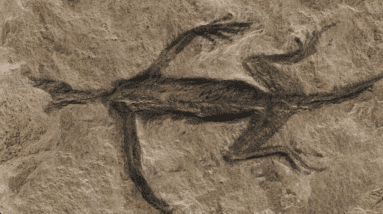 Arqueólogos ficaram surpresos com a verdade por trás de um fóssil de 280 milhões de anos