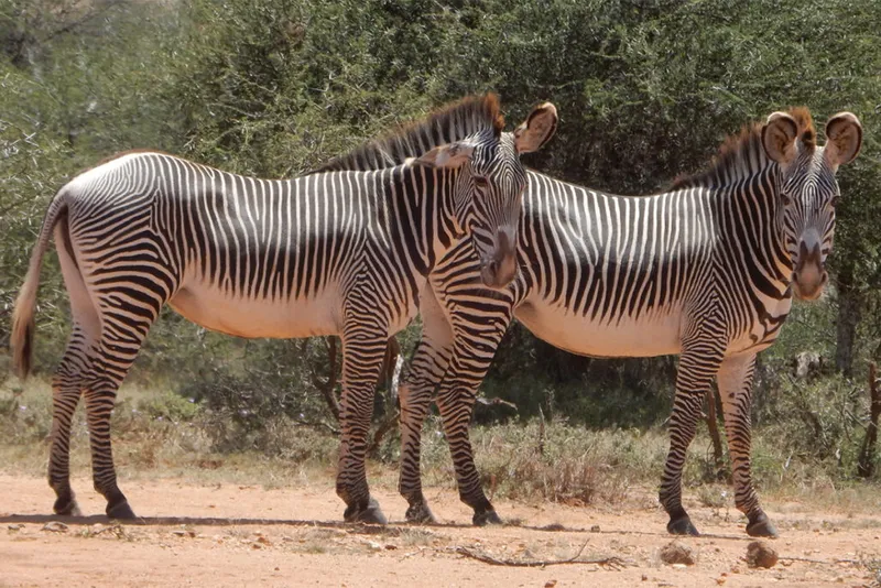 Um par de zebras vira a cabeça em direção à câmera