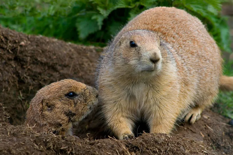 Dois cães da pradaria, um emergindo do ninho