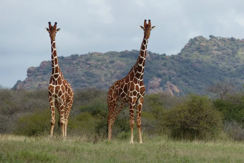 Um par de girafas na savana