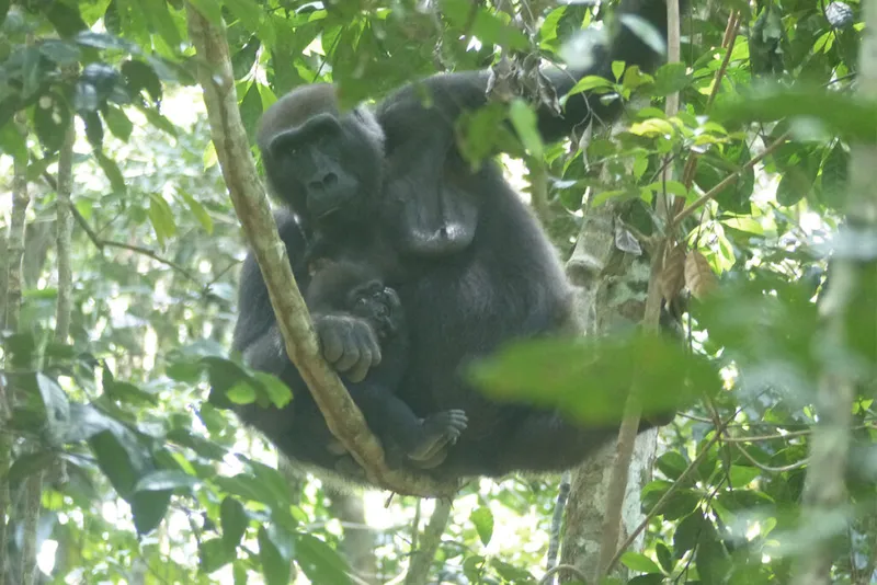 Mãe gorila e bebê em uma árvore