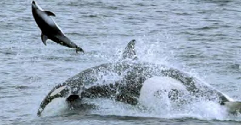 As baleias assassinas aprenderam novas técnicas brutais de caça para se alimentar em mar aberto: ScienceAlert