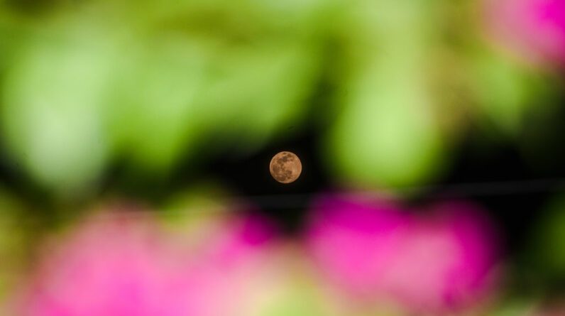The "Worm Moon" is seen through the gaps in the branches and leaves of the trees in a forest at Tehatta, West Bengal, on March 24, 2024.