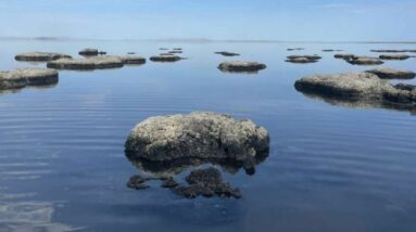 Os cientistas acreditam que existem apenas dois animais vivendo no Grande Lago Salgado.  Eles estavam errados.  Alerta científico