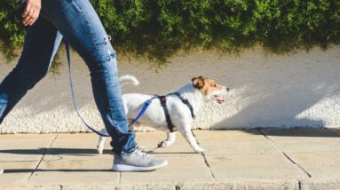 Pense duas vezes antes de desistir de passear com seu cachorro