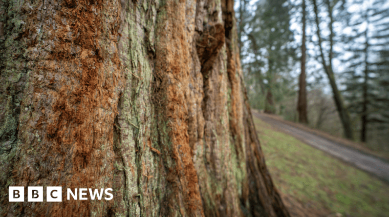 Sequóias gigantes: as maiores árvores do mundo ‘prosperando no Reino Unido’