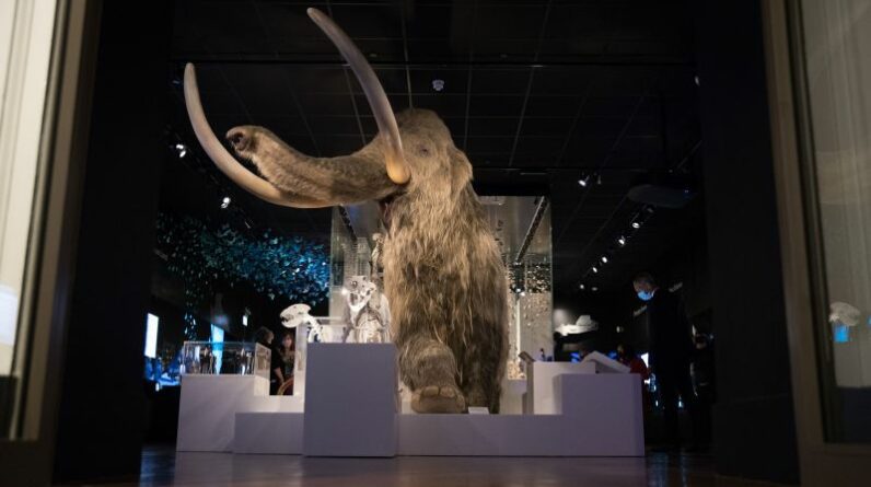 Será que o mamute peludo poderia realmente ser revivido?  Os cientistas estão dando um pequeno passo mais perto
