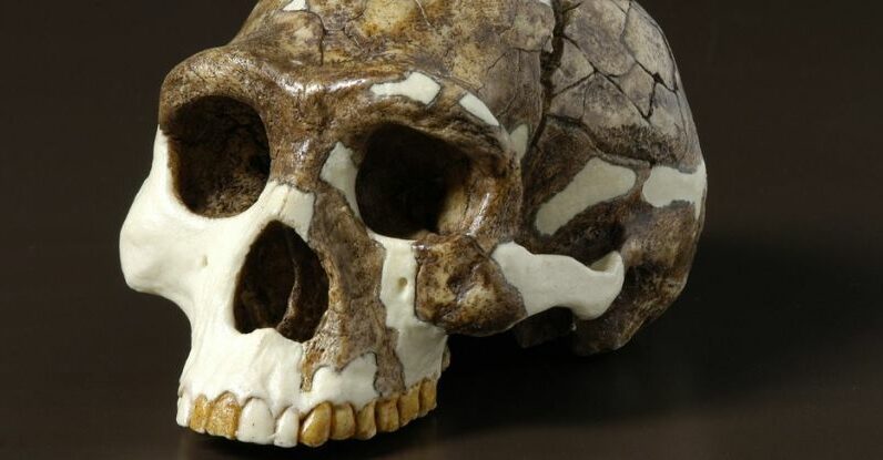 Um estudo revela como os humanos antigos sobreviveram à extinção climática há 900.000 anos