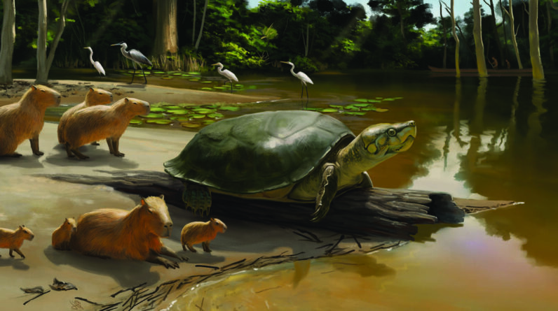 Um fóssil de tartaruga gigante recém-descoberto com o nome do personagem de Stephen King