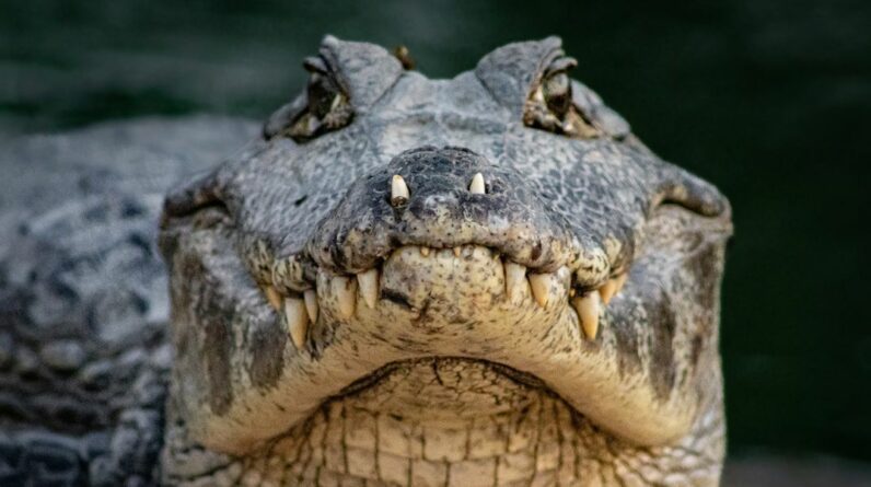 Uma nova raça de verme come um crocodilo em um experimento incrível