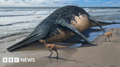 Um enorme réptil marinho antigo foi identificado através de uma descoberta amadora de fósseis