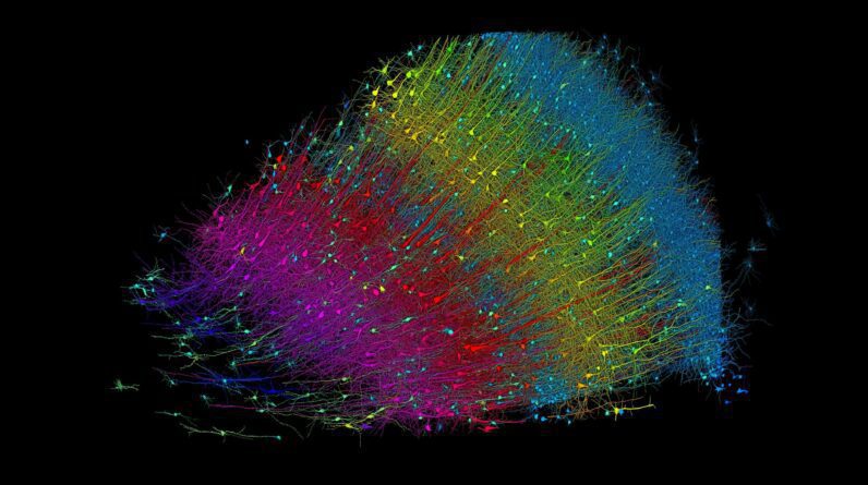 Um mapa cerebral 3D intrincadamente detalhado de 1400 TB