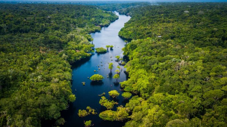 Crescimento verde na Amazônia traria bilhões ao Brasil